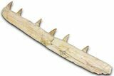 Fossil Mosasaur (Platecarpus) Jaw Section with Teeth - Morocco #353155-1